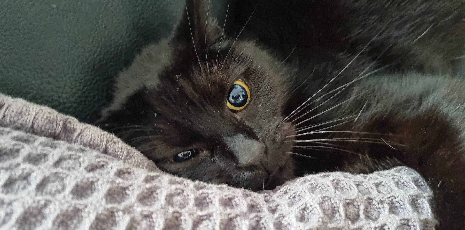 Kira participe au concours pour gagner de l'argent avec cette photo : black_cat, carnivore, cat, claw, close_up, domestic_short_haired_cat, felidae, fur, grey, paw, photography, small_to_medium_sized_cats, snout, terrestrial_animal, whiskers