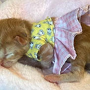 Beatrice is registered to the contest to win money with this photo: kitten, sleeping, soft, blanket, yellow_shirt, pink_skirt, cute, young, fur, pet, tiny, cozy, indoors, resting, animal, adorable, small, comfort, fashion, nap