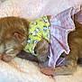 kitten, sleeping, soft, blanket, yellow_shirt, pink_skirt, cute, young, fur, pet, tiny, cozy, indoors, resting, animal, adorable, small, comfort, fashion, nap