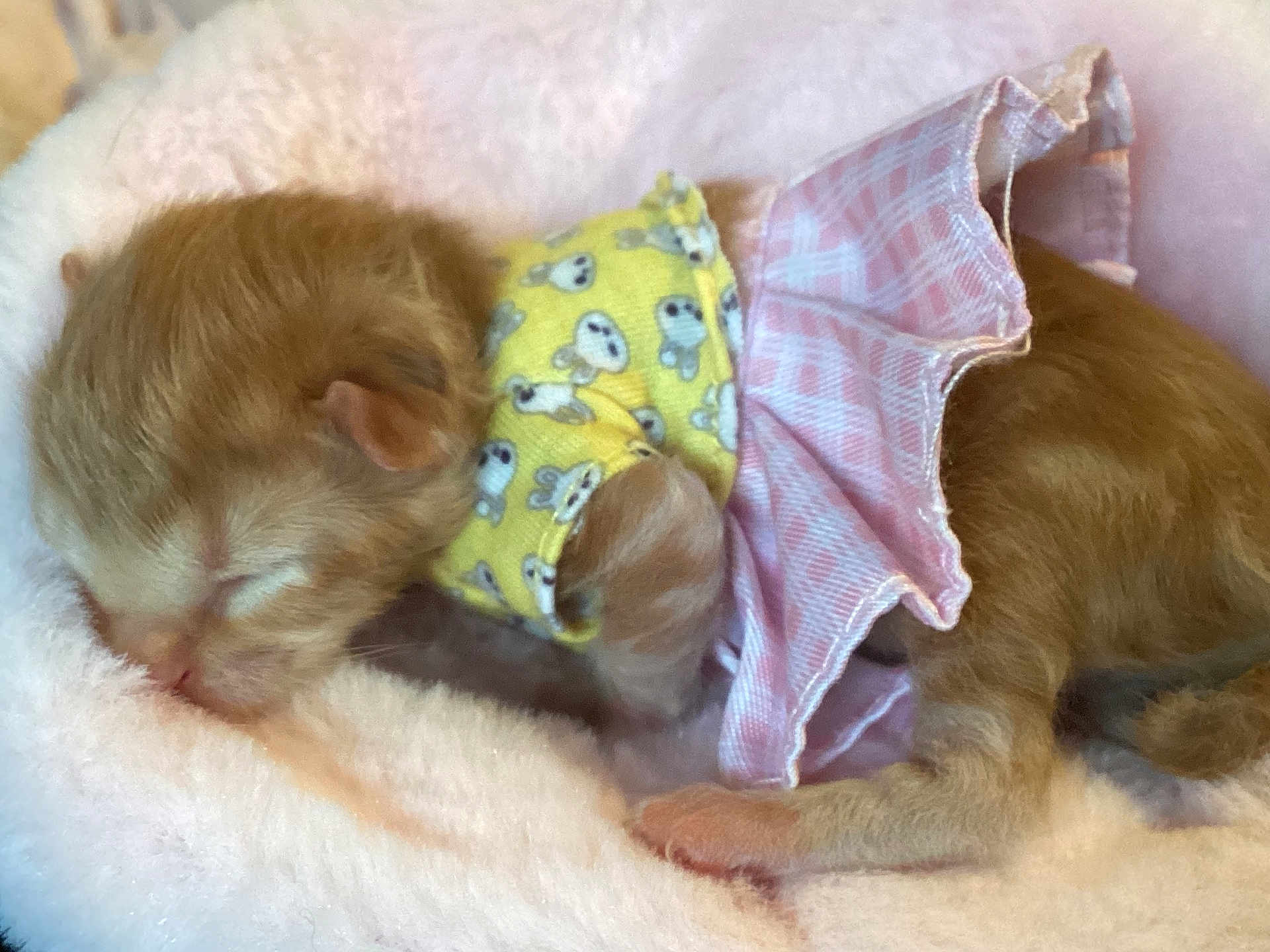 Beatrice is registered to the contest to win money with this photo: kitten, sleeping, soft, blanket, yellow_shirt, pink_skirt, cute, young, fur, pet, tiny, cozy, indoors, resting, animal, adorable, small, comfort, fashion, nap