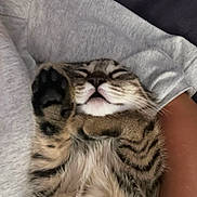 Misty participe au concours pour gagner de l'argent avec cette photo : cat, tabby, paw, sleeping, relaxed, pet, animal, feline, striped, fur, whiskers, closed_eyes, human_arm, sweatshirt, indoor, resting, cute, cozy, comfort, closeup