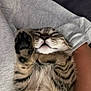 cat, tabby, paw, sleeping, relaxed, pet, animal, feline, striped, fur, whiskers, closed_eyes, human_arm, sweatshirt, indoor, resting, cute, cozy, comfort, closeup