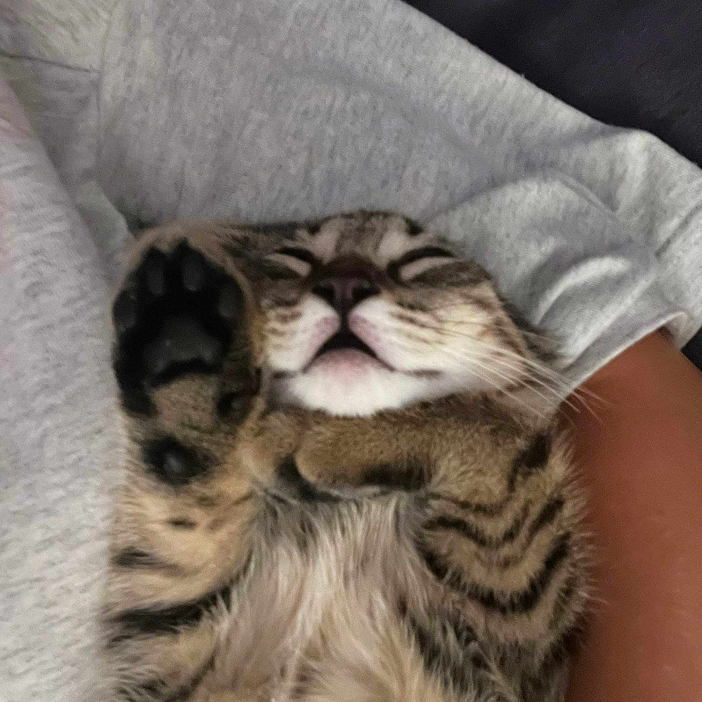 Misty participe au concours pour gagner de l'argent avec cette photo : animal, cat, closed_eyes, closeup, comfort, cozy, cute, feline, fur, human_arm, indoor, paw, pet, relaxed, resting, sleeping, striped, sweatshirt, tabby, whiskers