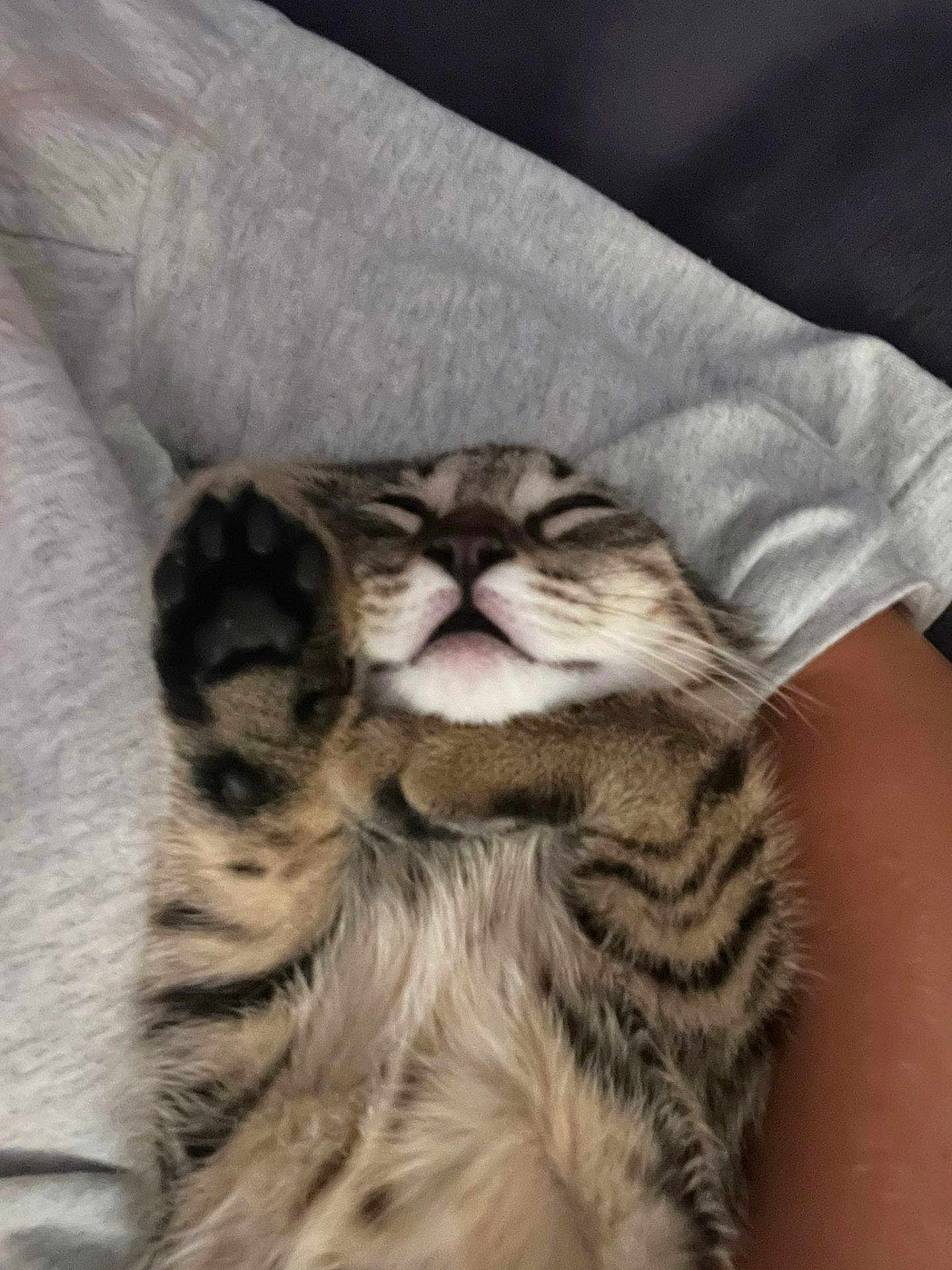 Misty participe au concours pour gagner de l'argent avec cette photo : cat, tabby, paw, sleeping, relaxed, pet, animal, feline, striped, fur, whiskers, closed_eyes, human_arm, sweatshirt, indoor, resting, cute, cozy, comfort, closeup