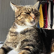 Capsule participe au concours pour gagner de l'argent avec cette photo : cat, tabby, fur, whiskers, indoor, sunlight, relaxed, feline, pet, animal, paw, wardrobe, clothes, home, cozy, resting, cute, mammal, closeup, portrait