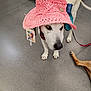 dog, white_dog, pink_hat, crocheted_hat, pet_accessory, leash, store_aisle, grey_floor, dog_leg, blue_object, tag, indoor, animal, canine, pet, curious, standing, closeup, shopping, confused_expression