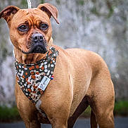 Shana participe au concours pour gagner de l'argent avec cette photo : alert, bandana, brown_coat, canine, close_up, collar, concrete_wall, dog, domestic_animal, ears, expressive_eyes, leash, muscular, muzzle, outdoor, pet, portrait, shallow_depth_of_field, short_fur, standing