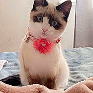 Darla is registered to the contest to win money with this photo: animal, bed, blanket, blue_eyes, cat, collar, cozy, curious, cute, domestic, feline, flower, fur, indoor, pet, pink, portrait, sitting, soft_light, whiskers
