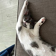 Athena a rejoint le concours — aidez-le/la à gagner de superbes lots ! cat, black_and_white, stretching, couch, indoor, relaxed, pet, feline, paw, whiskers, fur, home, floor, blanket, cozy, cute, animal, resting, playful, young