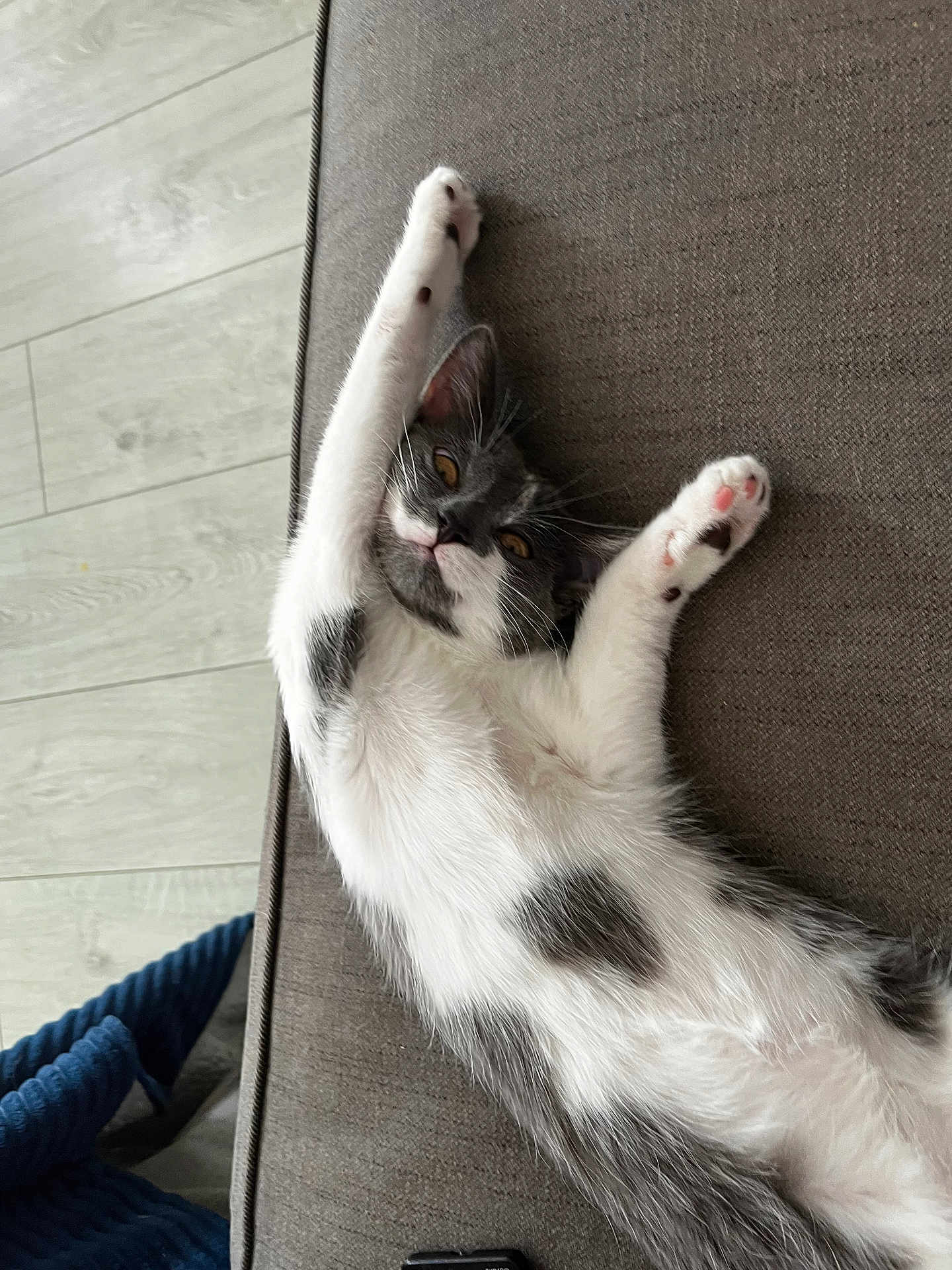 Athena a rejoint le concours — aidez-le/la à gagner de superbes lots ! cat, black_and_white, stretching, couch, indoor, relaxed, pet, feline, paw, whiskers, fur, home, floor, blanket, cozy, cute, animal, resting, playful, young