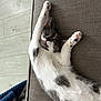 Athena a rejoint le concours — aidez-le/la à gagner de superbes lots ! cat, black_and_white, stretching, couch, indoor, relaxed, pet, feline, paw, whiskers, fur, home, floor, blanket, cozy, cute, animal, resting, playful, young