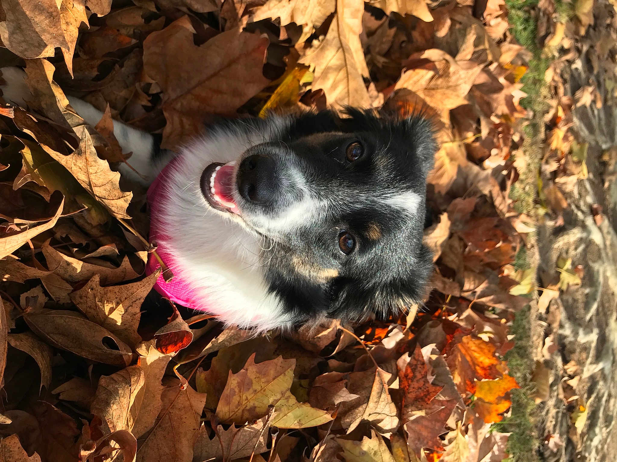 Mimi