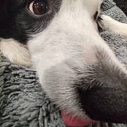 Olia participe au concours pour gagner de l'argent avec cette photo : dog, close_up, tongue, blanket, fur, nose, eye, pet, resting, cozy, black_and_white, snout, cute, animal, indoor, texture, soft, sleepy, companion, relaxed