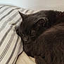 Mousse a rejoint le concours — aidez-le/la à gagner de superbes lots ! cat, sleeping, grey_cat, bed, pillow, striped_pillowcase, cozy, domestic_cat, fur, tail, rest, indoor, pet, mammal, closeup, relaxation, cute, animal, soft, peaceful