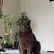 Mousse a rejoint le concours — aidez-le/la à gagner de superbes lots ! cat, gray_cat, table, plant, indoor, furniture, wooden_table, green_plant, pot, book, domestic_cat, pet, sitting, calm, relaxed, home, decor, feline, portrait, animal