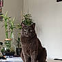 cat, gray_cat, table, plant, indoor, furniture, wooden_table, green_plant, pot, book, domestic_cat, pet, sitting, calm, relaxed, home, decor, feline, portrait, animal