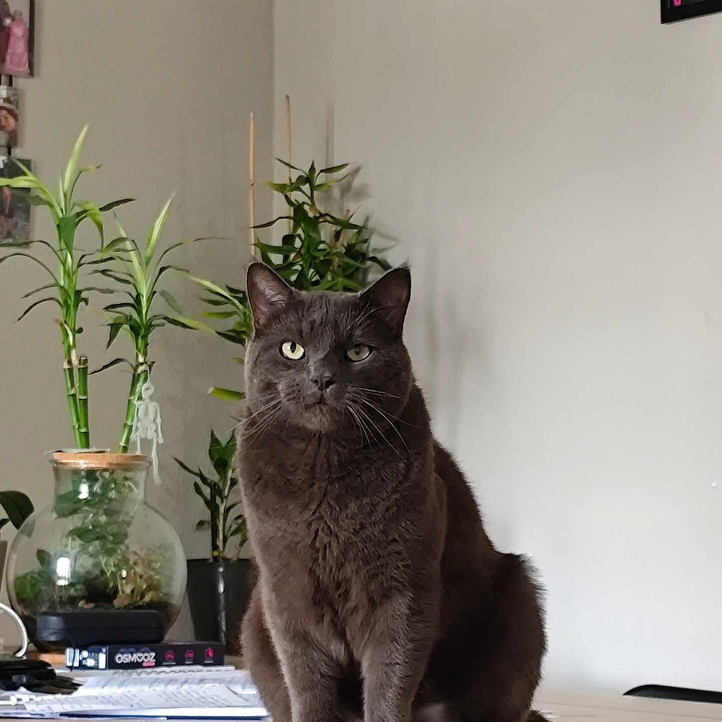 Mousse a rejoint le concours — aidez-le/la à gagner de superbes lots ! animal, book, calm, cat, decor, domestic_cat, feline, furniture, gray_cat, green_plant, home, indoor, pet, plant, portrait, pot, relaxed, sitting, table, wooden_table