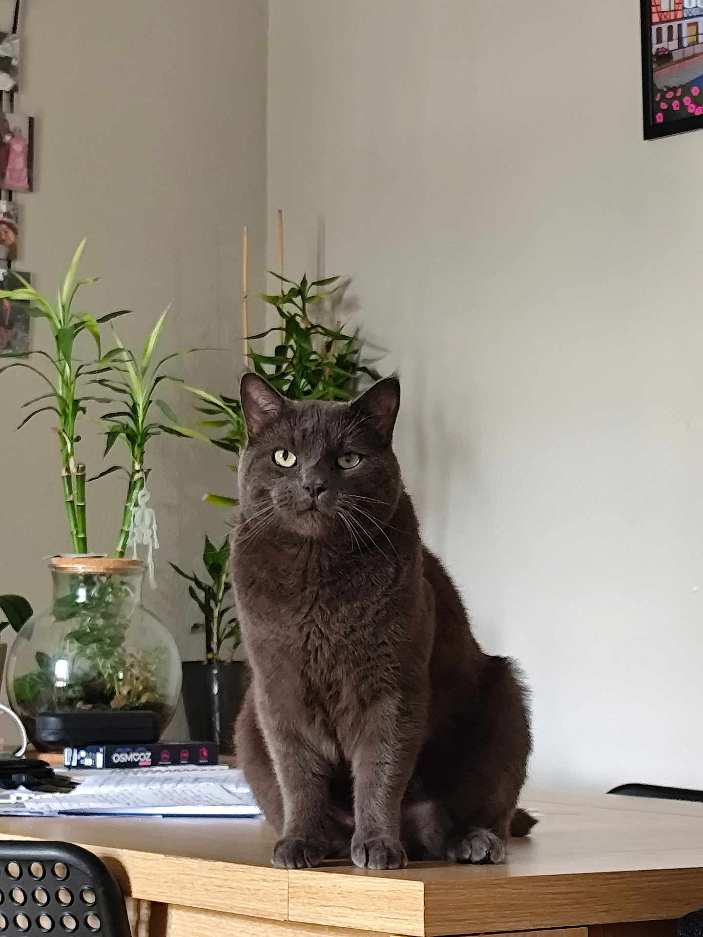 Mousse a rejoint le concours — aidez-le/la à gagner de superbes lots ! cat, gray_cat, table, plant, indoor, furniture, wooden_table, green_plant, pot, book, domestic_cat, pet, sitting, calm, relaxed, home, decor, feline, portrait, animal