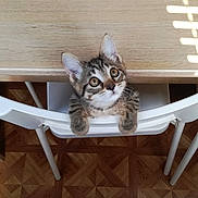 Safari participe au concours pour gagner de l'argent avec cette photo : kitten, cat, chair, wooden_floor, curious, pets, indoor, looking_up, white_chair, floor_pattern, animal, domestic_cat, fur, whiskers, ears, paws, human_feet, flip_flops, toes, nail_polish