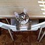 kitten, cat, chair, wooden_floor, curious, pets, indoor, looking_up, white_chair, floor_pattern, animal, domestic_cat, fur, whiskers, ears, paws, human_feet, flip_flops, toes, nail_polish
