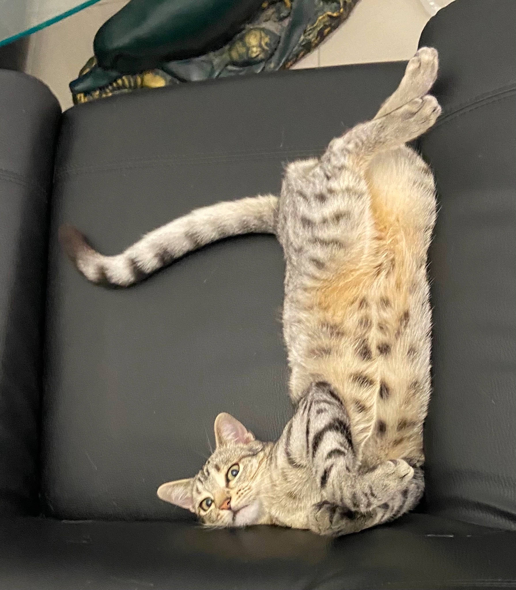 Sherkan a rejoint le concours — aidez-le/la à gagner de superbes lots ! carnivore, cat, cat_supply, claw, comfort, couch, domestic_short_haired_cat, felidae, foot, fur, linens, paw, room, small_to_medium_sized_cats, studio_couch, tail, terrestrial_animal, whiskers, wood