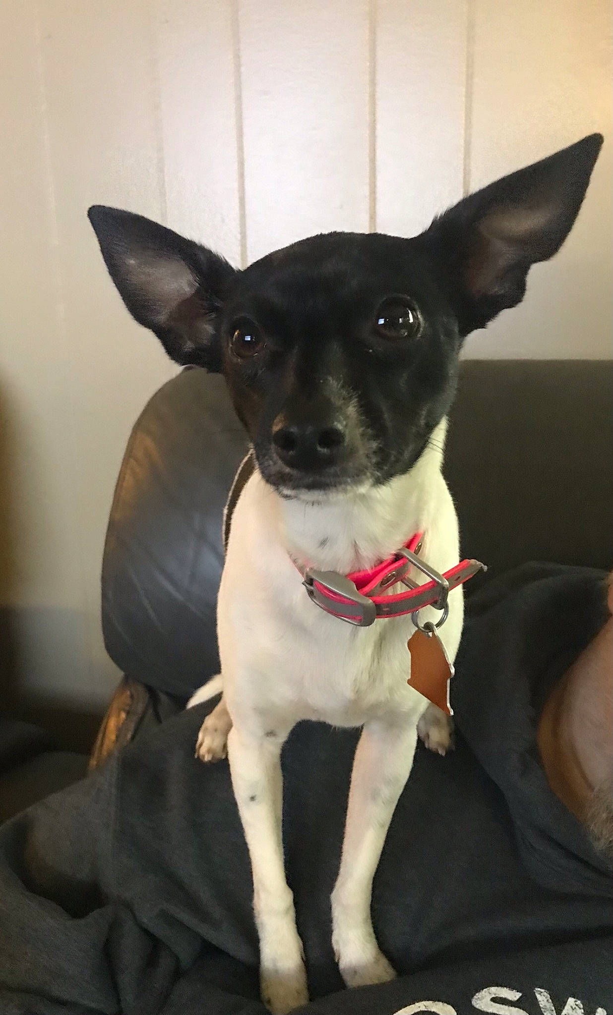 Harley Quinn is registered to the contest to win money with this photo: canidae, carnivore, chihuahua, collar, companion_dog, dog, dog_breed, dog_collar, dog_supply, ear, fawn, fur, leash, russkiy_toy, snout, sporting_group, terrier, toy_dog, whiskers, working_animal
