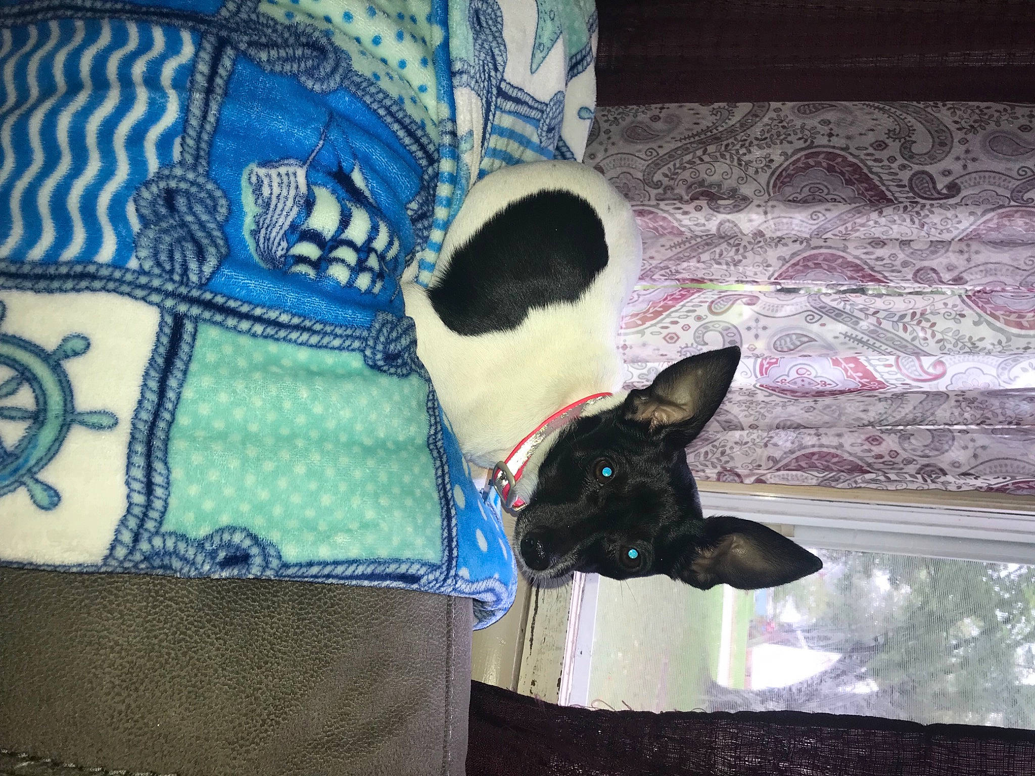 Harley Quinn is registered to the contest to win money with this photo: carnivore, comfort, companion_dog, creative_arts, dog, dog_breed, dog_supply, electric_blue, fashion_accessory, fawn, felidae, linens, pattern, pet_supply, purple, sleeve, small_to_medium_sized_cats, snout, tail, whiskers