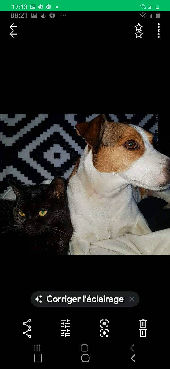 Bobby a rejoint le concours — aidez-le/la à gagner de superbes lots ! ancient_dog_breeds, carnivore, cat, collar, companion_dog, dog, dog_breed, domestic_short_haired_cat, eyewear, felidae, fur, irishjacks, paw, photo_caption, small_to_medium_sized_cats, terrestrial_animal, whiskers