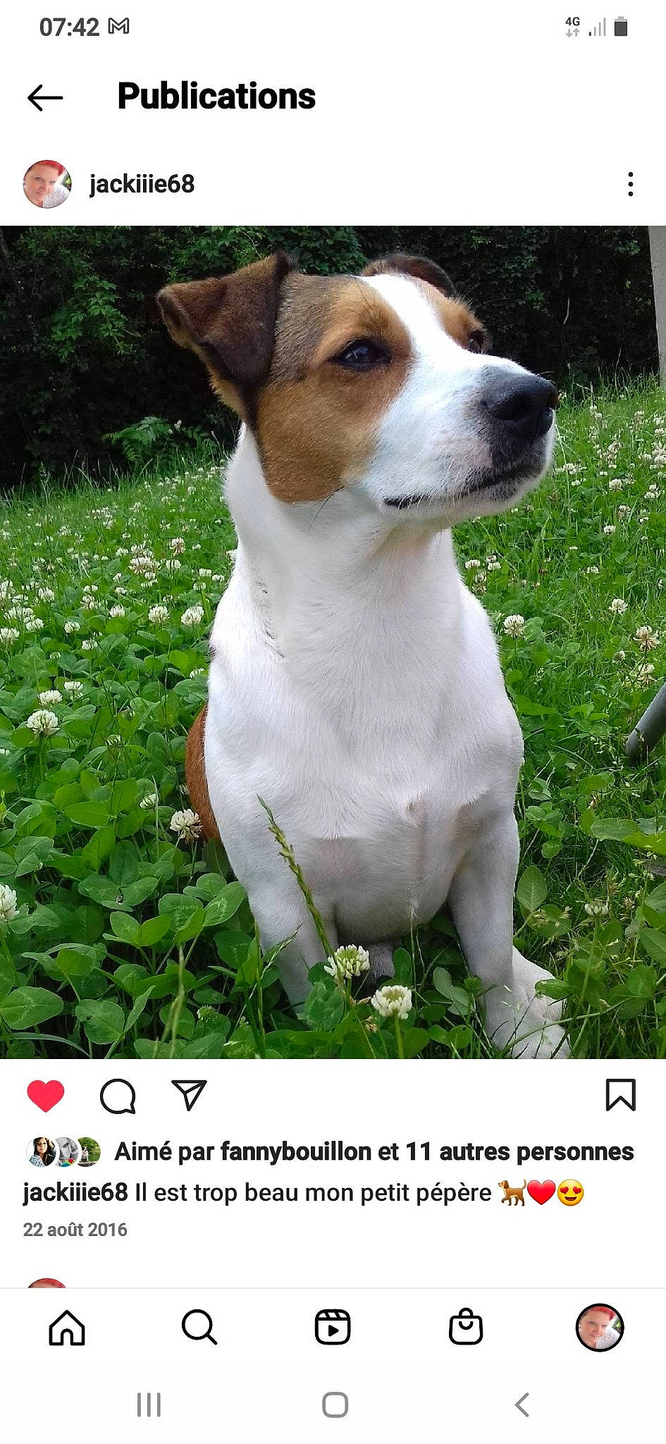 Bobby a rejoint le concours — aidez-le/la à gagner de superbes lots ! ancient_dog_breeds, canidae, carnivore, collar, companion_dog, dog, dog_breed, fawn, grass, groundcover, hunting_dog, photo_caption, plant, snout, sporting_group, terrestrial_animal, terrier, whiskers, wildflower, working_animal