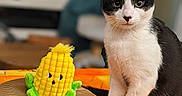 Séwanou participe au concours pour gagner de l'argent avec cette photo : cat, tuxedo_cat, black_and_white, pet, animal, sitting, portrait, whiskers, green_eyes, ears, paws, plush_toy, corn_toy, yellow, colorful, blanket, indoor, home, cozy, funny