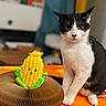 cat, tuxedo_cat, black_and_white, pet, animal, sitting, portrait, whiskers, green_eyes, ears, paws, plush_toy, corn_toy, yellow, colorful, blanket, indoor, home, cozy, funny