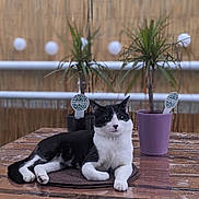 Séwanou a rejoint le concours — aidez-le/la à gagner de superbes lots ! cat, black_and_white_cat, pet, animal, feline, lying_down, sitting, portrait, indoor, table, plants, potted_plants, scratch_pad, wooden_background, home, relaxed, whiskers, pointed_ears, white_paws, photography