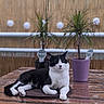cat, black_and_white_cat, pet, animal, feline, lying_down, sitting, portrait, indoor, table, plants, potted_plants, scratch_pad, wooden_background, home, relaxed, whiskers, pointed_ears, white_paws, photography