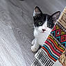 cat, kitten, black_and_white, animal, pet, feline, portrait, close_up, green_eyes, whiskers, ears, sitting, curious, indoors, wood_floor, blanket, colorful_pattern, textile, cozy, photography