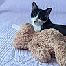 cat, kitten, black_and_white, pet, animal, feline, bed, bedroom, blanket, quilt, teddy_bear, stuffed_animal, plush_toy, cozy, indoors, portrait, green_eyes, whiskers, relaxed, cuddly