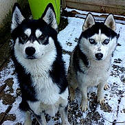 Szalemej participe au concours pour gagner de l'argent avec cette photo :
