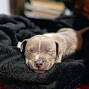 Jax is registered to the contest to win money with this photo: adorable, animal, black_blanket, closeup, cozy, cute, dog, fur, indoor, peaceful, pet, puppy, relaxation, resting, sleeping, small, snout, soft_texture, warm, young