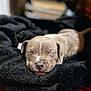 adorable, animal, black_blanket, closeup, cozy, cute, dog, fur, indoor, peaceful, pet, puppy, relaxation, resting, sleeping, small, snout, soft_texture, warm, young