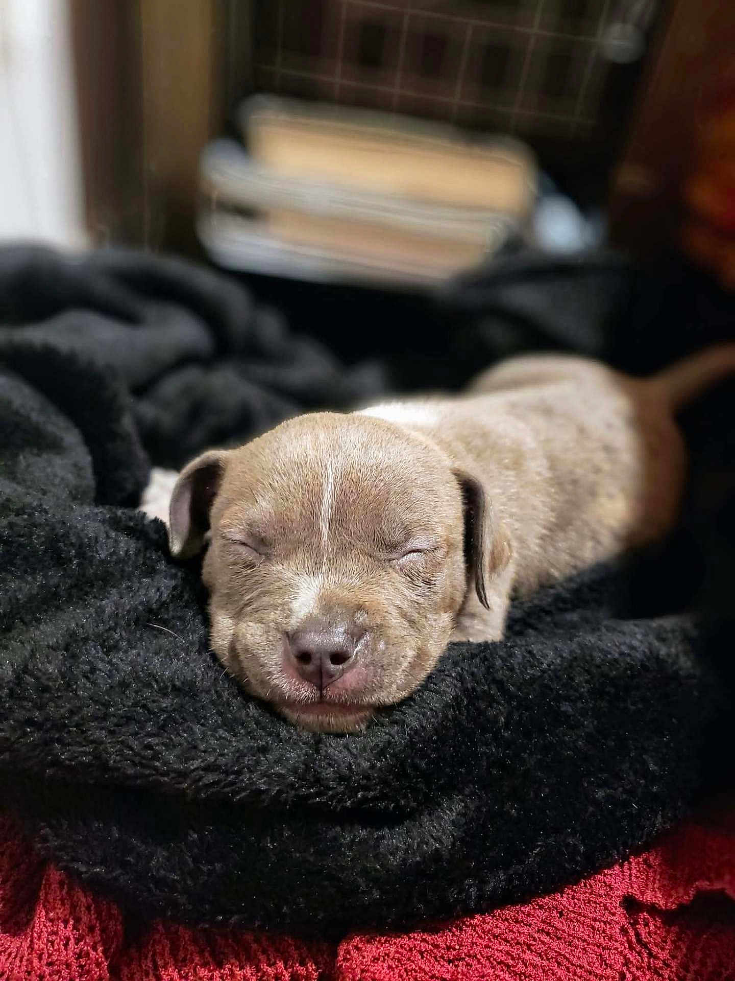 Jax