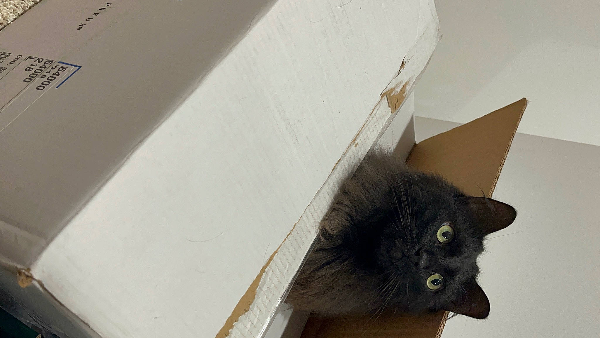 Leo joined the competition — help win amazing prizes! black_cat, cardboard, carnivore, cat, chartreux, domestic_short_haired_cat, felidae, flooring, fur, havana_brown, paper_product, small_to_medium_sized_cats, snout, tail, whiskers, window, wood