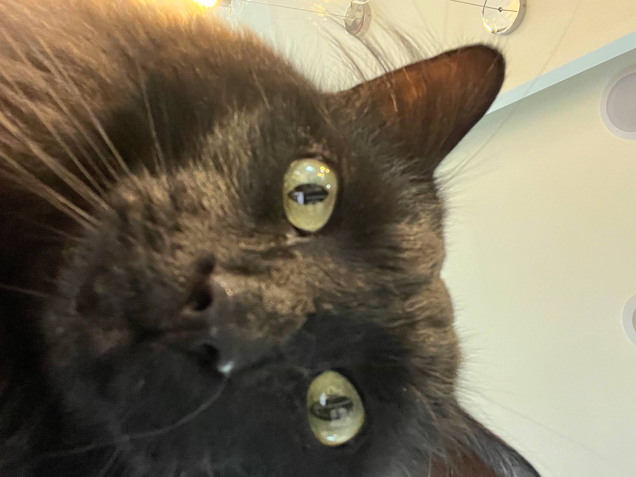 Leo is registered to the contest to win money with this photo: black_cat, bombay, carnivore, cat, domestic_short_haired_cat, ear, felidae, fur, iris, small_to_medium_sized_cats, snout, terrestrial_animal, whiskers