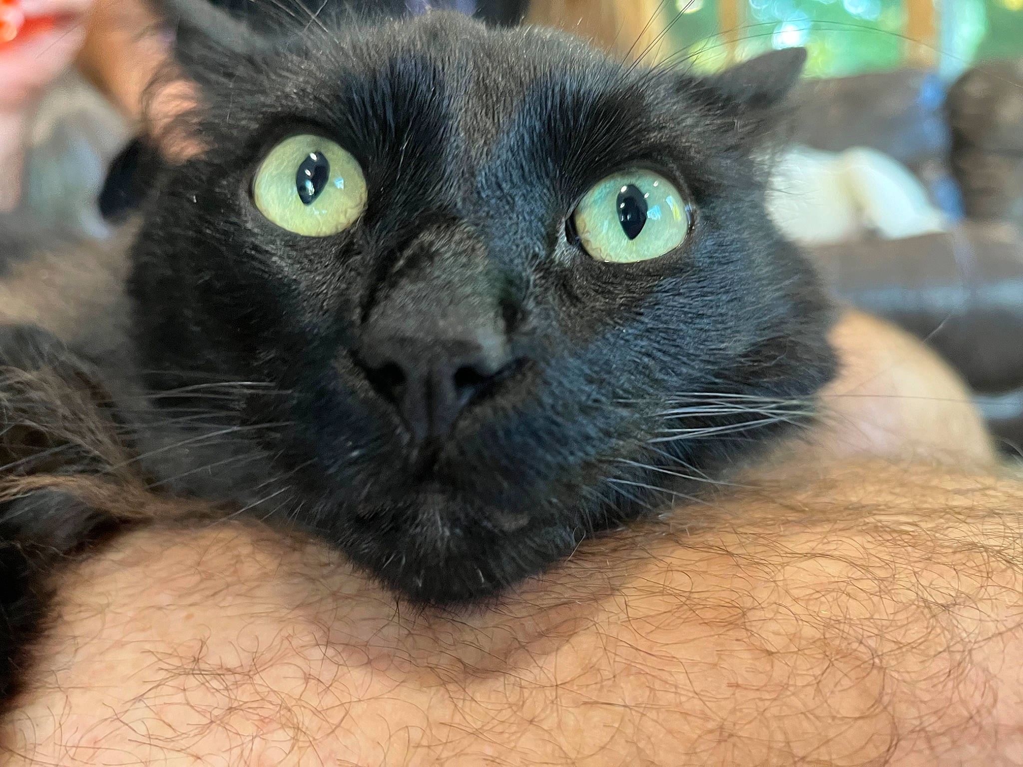 Leo joined the competition — help win amazing prizes! black_cat, carnivore, cat, close_up, domestic_short_haired_cat, electric_blue, felidae, fur, head, pet_supply, small_to_medium_sized_cats, snout, terrestrial_animal, whiskers, wildlife