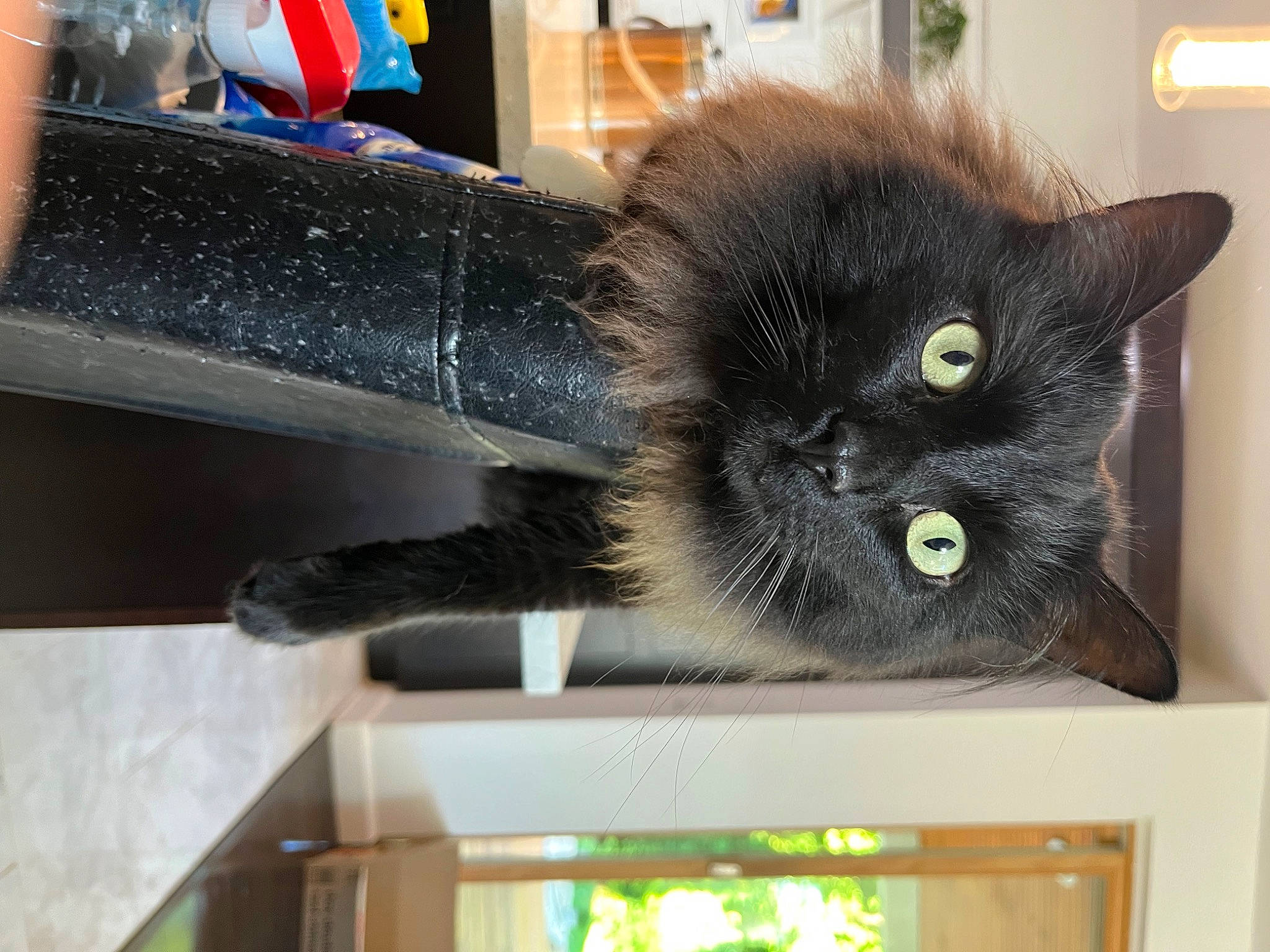 Leo joined the competition — help win amazing prizes! black_cat, bombay, box, cardboard, carnivore, cat, cat_furniture, claw, domestic_short_haired_cat, eye, felidae, fur, paw, rectangle, small_to_medium_sized_cats, snout, tail, whiskers, window