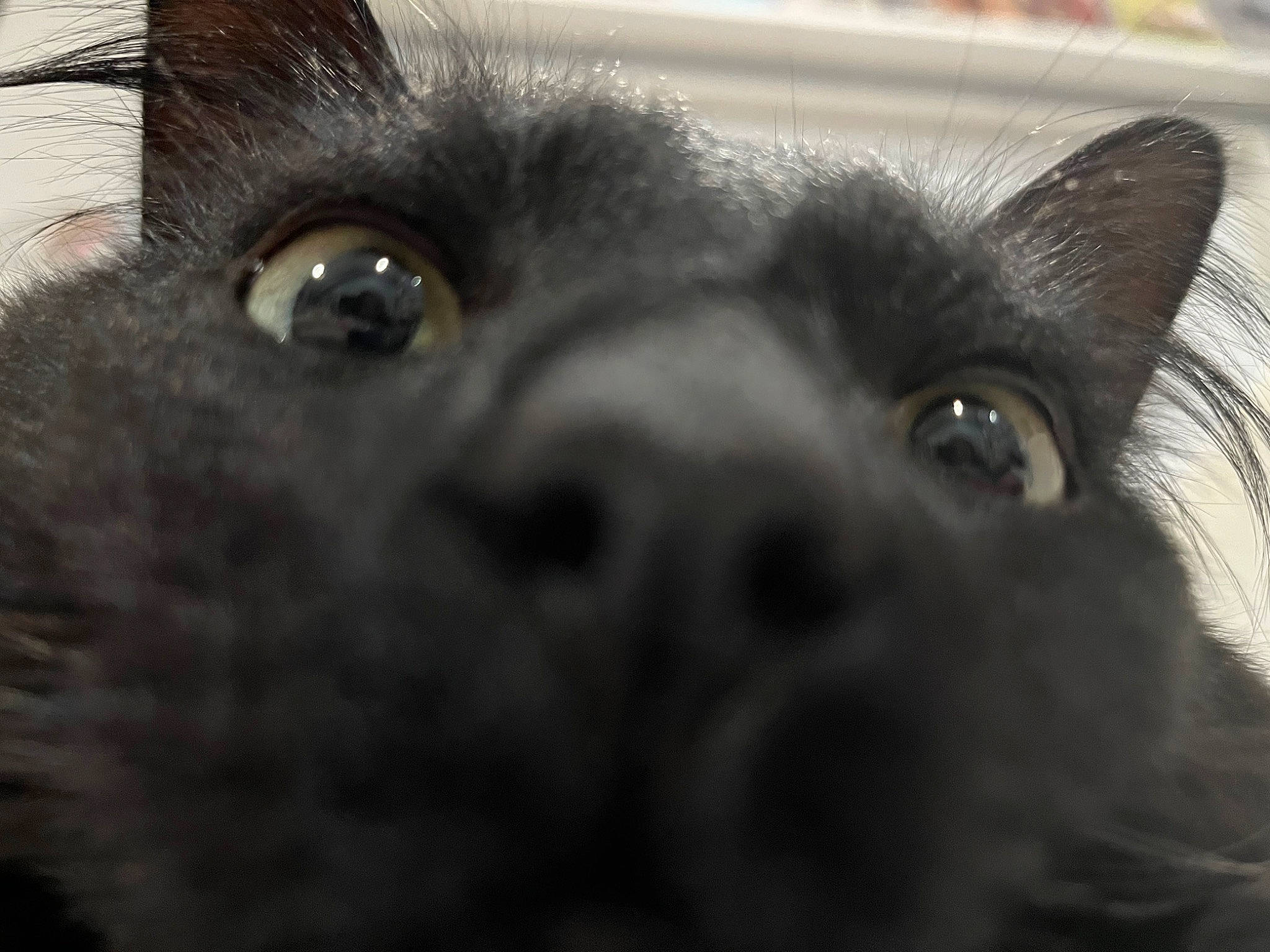 Leo joined the competition — help win amazing prizes! canidae, carnivore, companion_dog, dog, dog_breed, ear, fur, grey, iris, mammal, monochrome, monochrome_photography, nose, small_to_medium_sized_cats, snout, sporting_group, vertebrate, whiskers, wildlife, working_animal