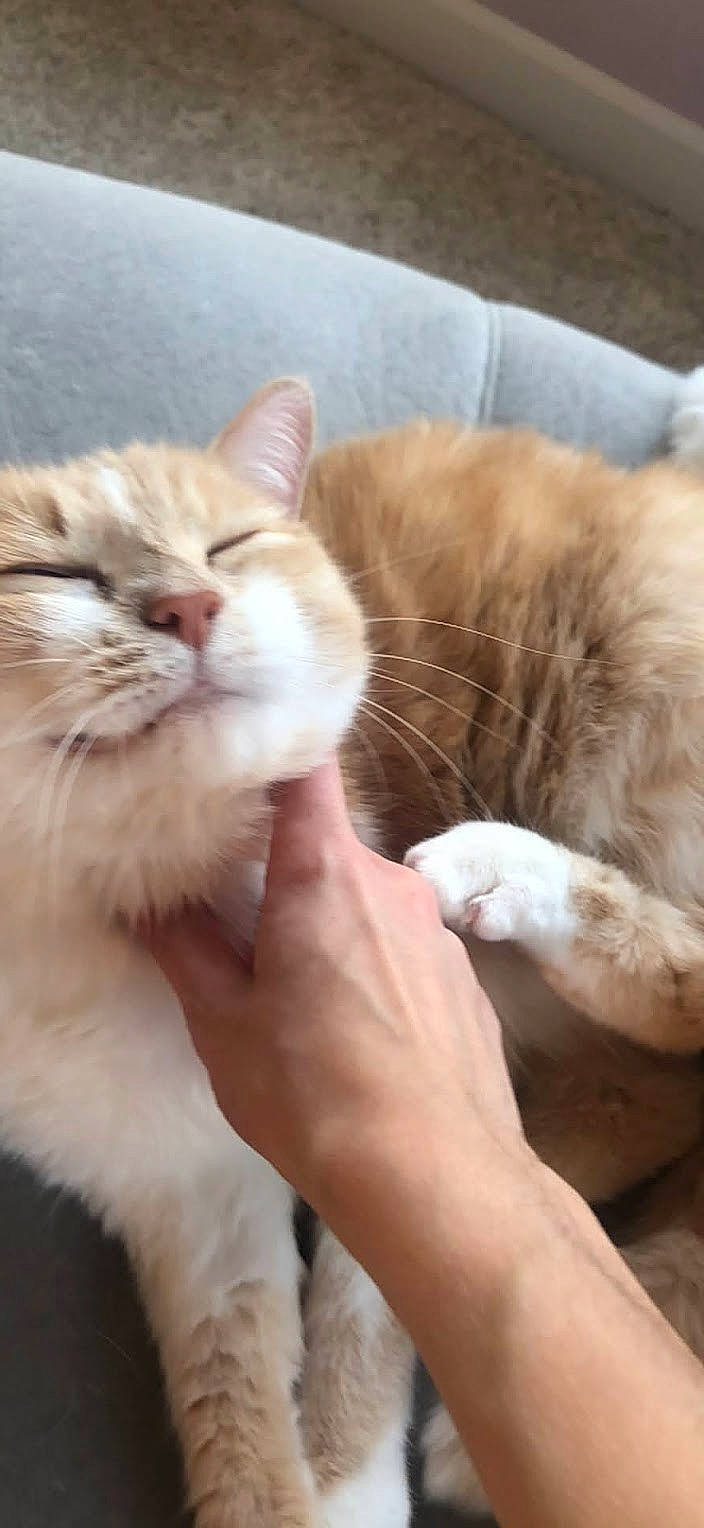 Tanner joined the competition — help win amazing prizes! carnivore, cat, claw, comfort, domestic_short_haired_cat, fawn, felidae, fur, gesture, nail, paw, small_to_medium_sized_cats, tail, whiskers