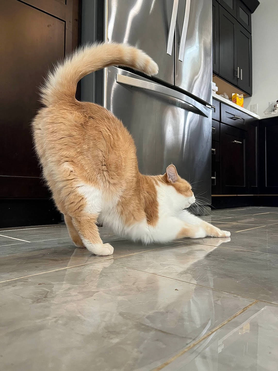 Tanner is registered to the contest to win money with this photo: automotive_lighting, cabinetry, carnivore, cat, comfort, domestic_short_haired_cat, fawn, felidae, floor, flooring, fur, hardwood, human_leg, road_surface, small_to_medium_sized_cats, snout, tail, whiskers, window, wood
