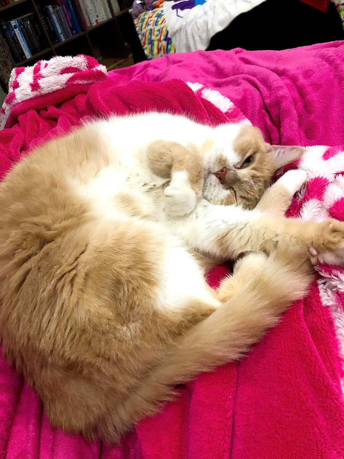 Tanner joined the competition — help win amazing prizes! carnivore, cat, claw, comfort, companion_dog, domestic_short_haired_cat, fawn, felidae, foot, fur, linens, magenta, nap, paw, shelf, small_to_medium_sized_cats, snout, tail, textile, whiskers