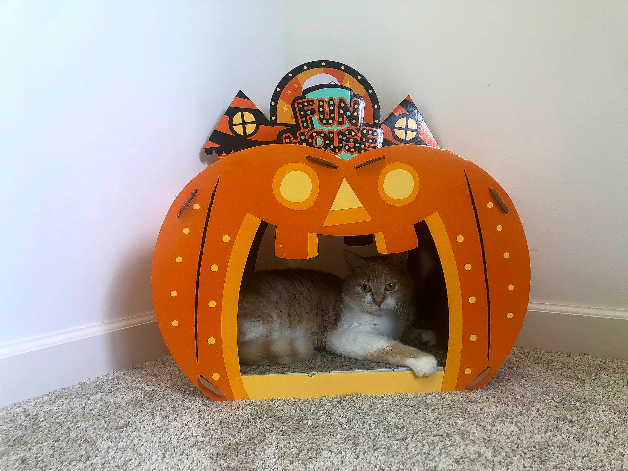 Tanner joined the competition — help win amazing prizes! art, black_cat, calabaza, carnivore, cat, cucurbita, fashion_accessory, felidae, font, musical_instrument, orange, pumpkin, room, small_to_medium_sized_cats, tail, toy, vegetable, whiskers, winter_squash, wood