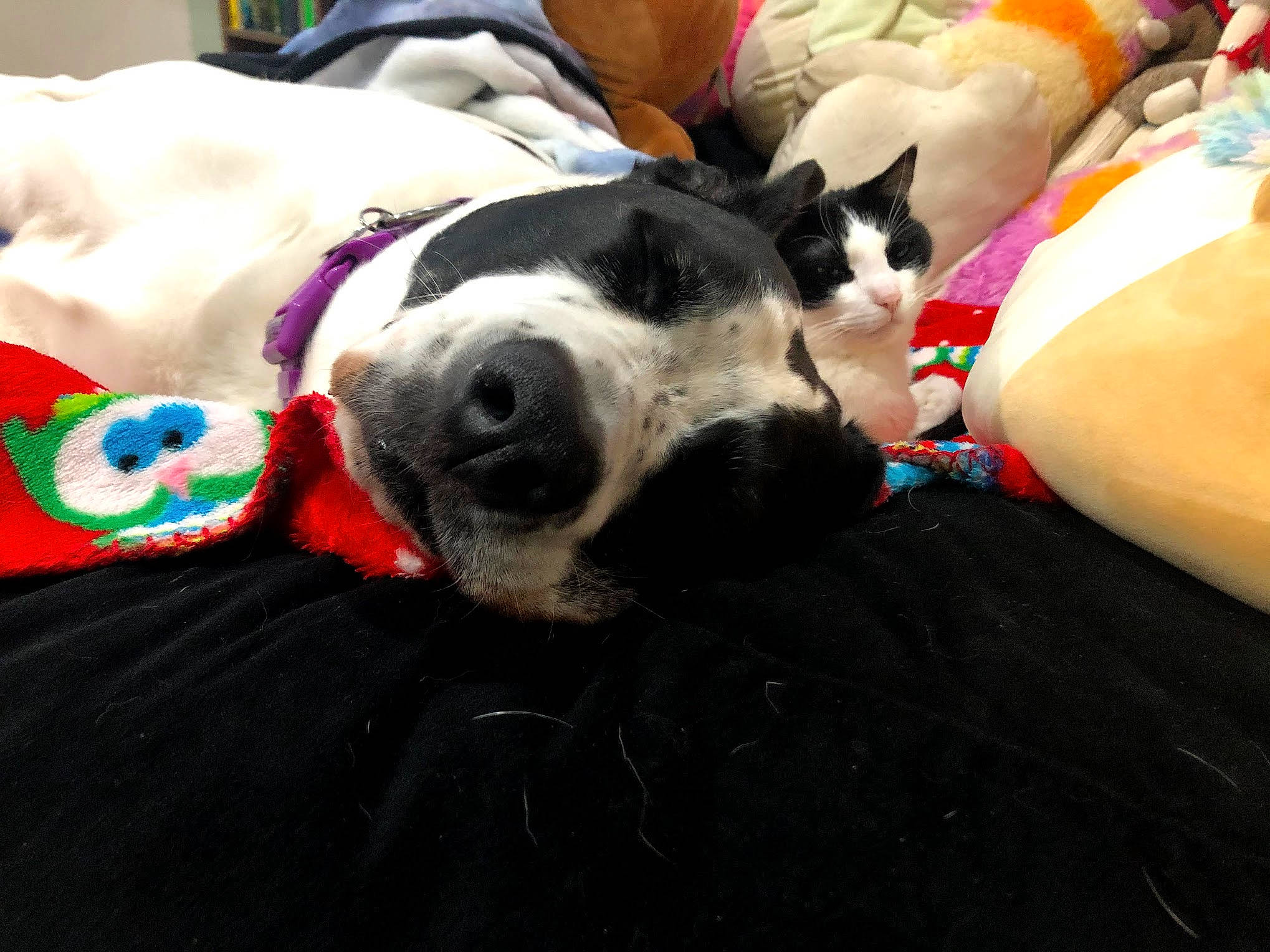 Belle is registered to the contest to win money with this photo: carnivore, cloud, collar, comfort, companion_dog, dog, dog_breed, dog_collar, dog_supply, fawn, fur, human_leg, linens, selfie, sky, snout, sporting_group, thigh, vertebrate, working_animal