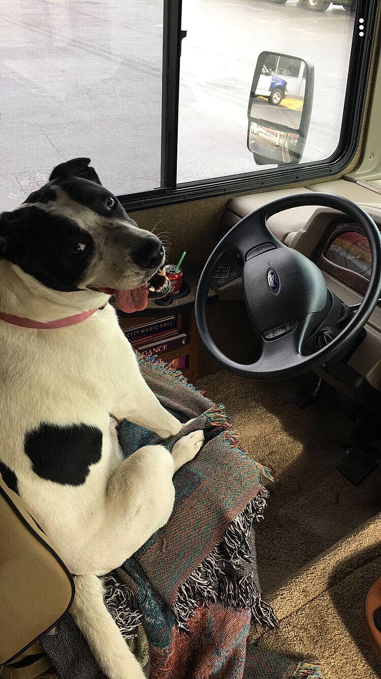 Belle is registered to the contest to win money with this photo: automotive_design, automotive_exterior, automotive_mirror, car, carnivore, center_console, collar, comfort, companion_dog, dog, dog_breed, dog_collar, fawn, gauge, motor_vehicle, personal_luxury_car, speedometer, steering_wheel, vehicle, vehicle_door